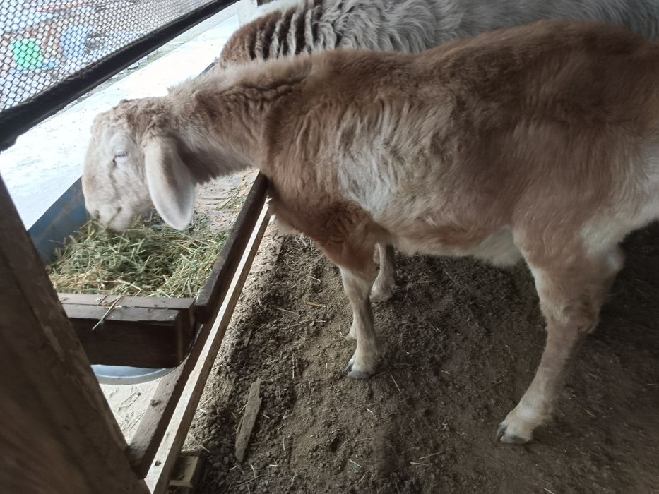 arashan qo'zi qochqor