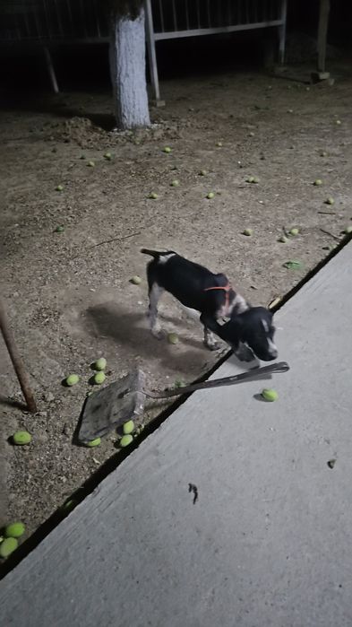 Кушик сатам  охотничный