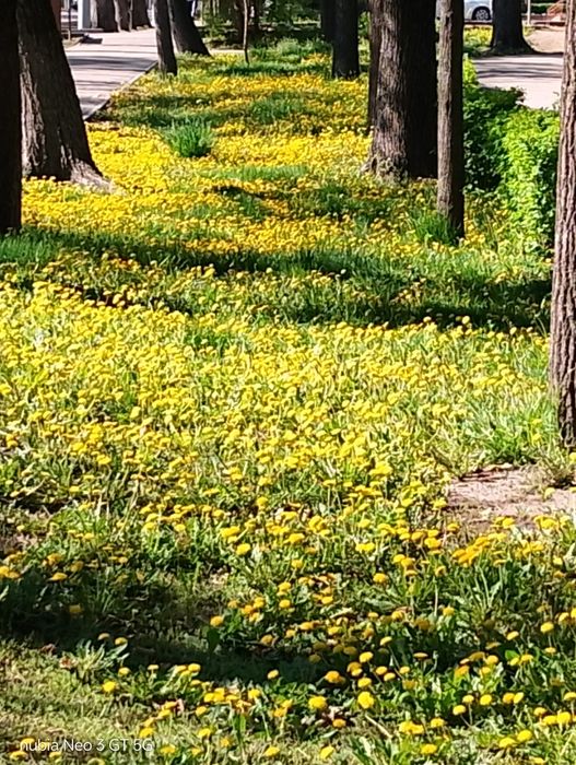 Девушку на подселение