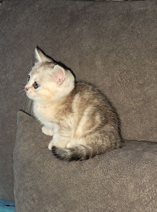 Шотландская прямоухая девочка