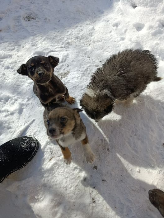 Отдам даром щенят