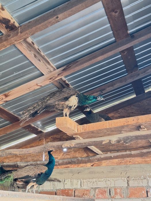 Păuni, vârstă-1 an