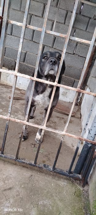 Алабай ұясымен бирге сатылады