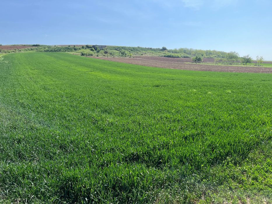 Teren extravilan de vanzare Dealul Somlyó ,Biharia 7900 mp!