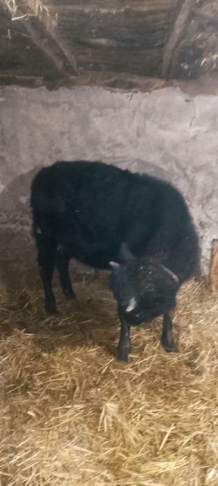 Продава се мъжко теле 250 кг