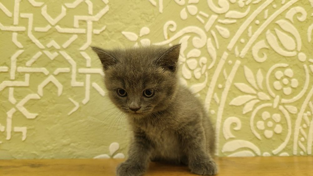 Британские котята