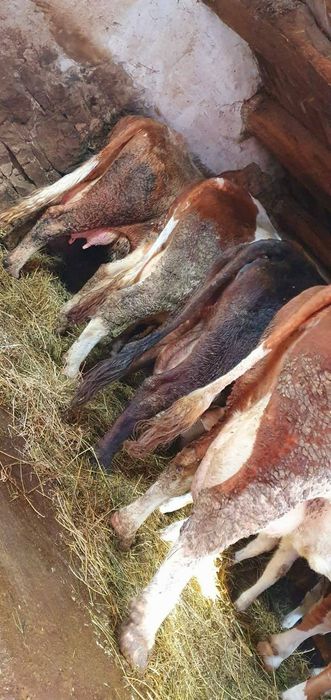 De vânzare 4 vaci bălțate românești