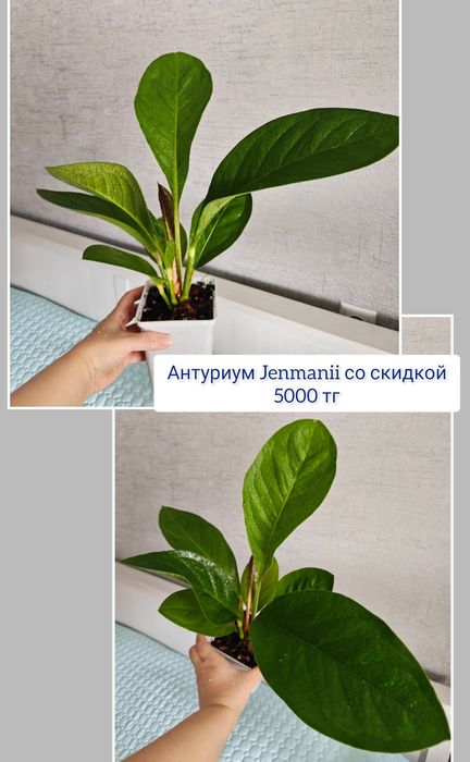 Эуфорбия филодендрон комнатные цветы
