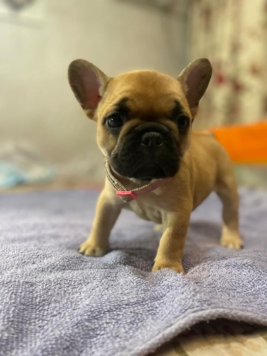 Продам щенков французского бульдога