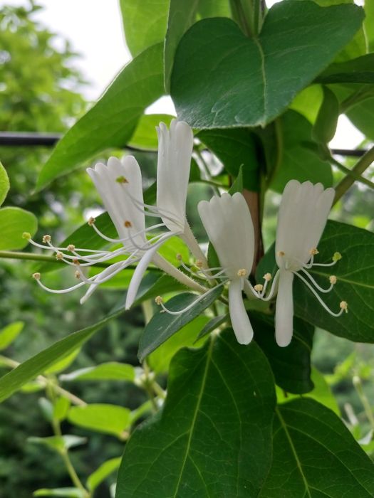 Продам садовые цветы