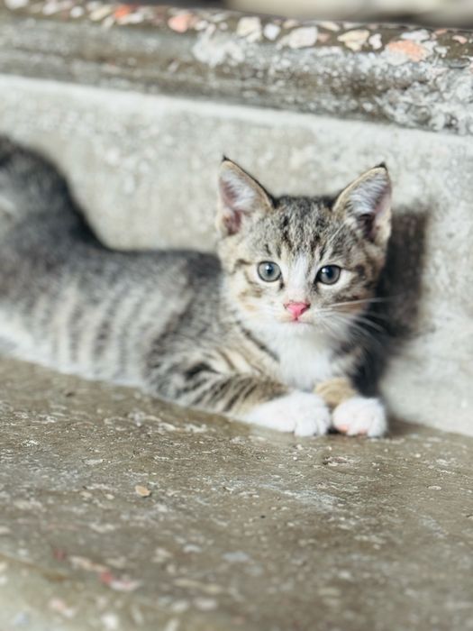 Котята добрые руки
