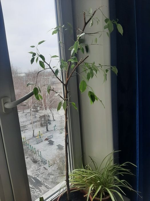 Продам фикус Бенджамина 5000 тенге