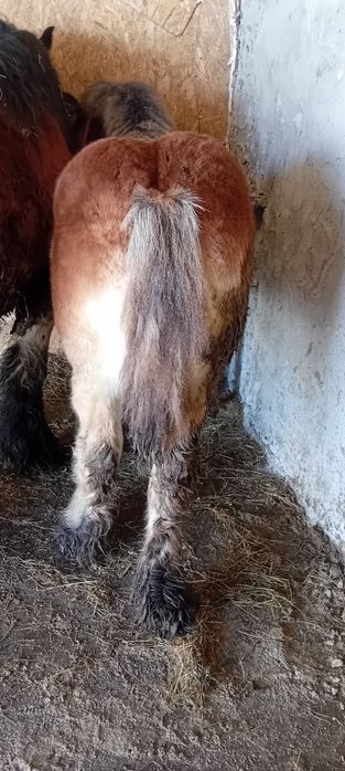 Manz ardenez mai multe detalii la telefon