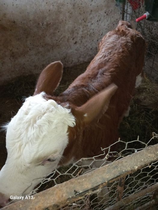 Vând vițel în vârstă de o saptamana