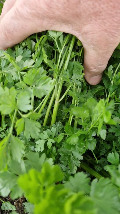 Vând frunja de pătrunjel la legătură