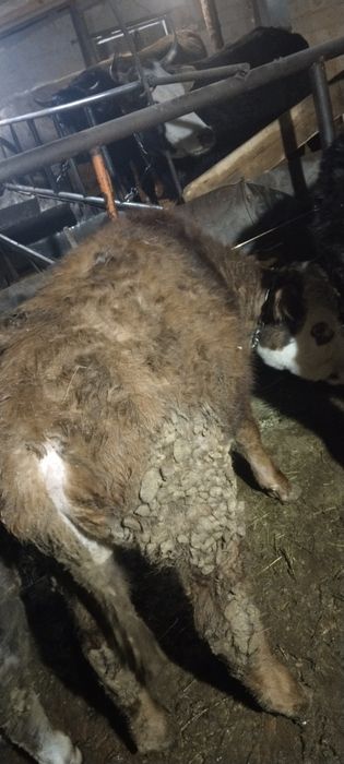 Продам бычок 10 месяцев