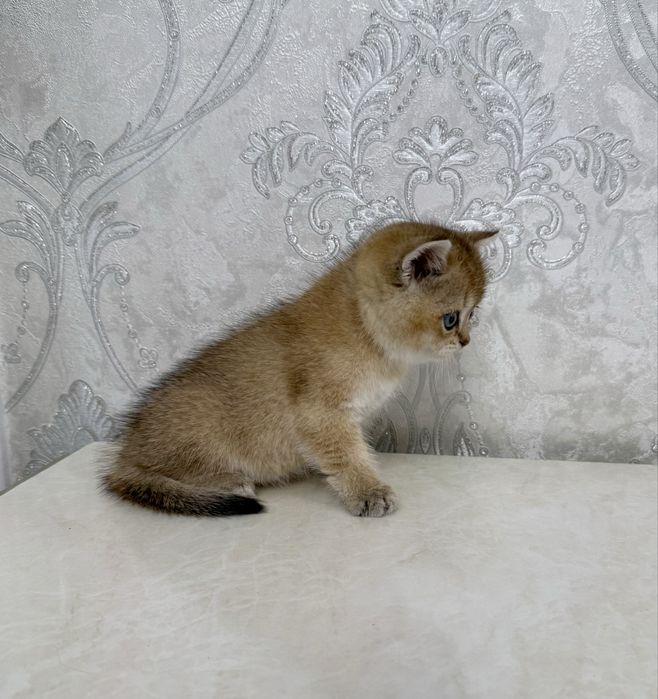 Золотистый шиншилла