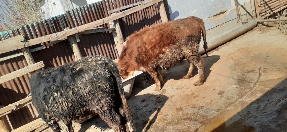 Бордақы бұқа қашарлар