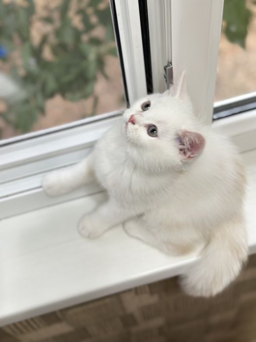 Котенок мальчик.