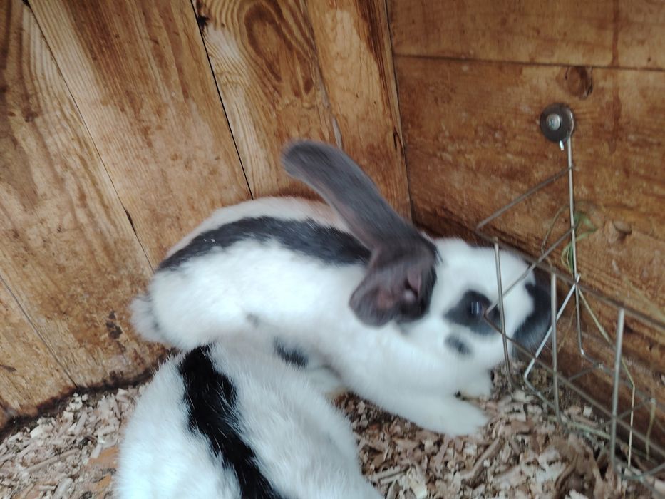 Iepuri fluture german