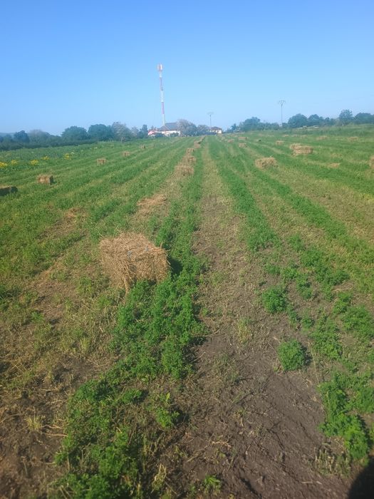 Baloți lucernă .