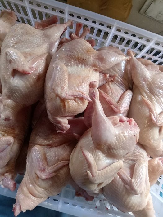 Продам мясо перепела