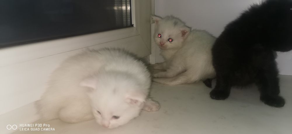 Мейн кун котята продажа