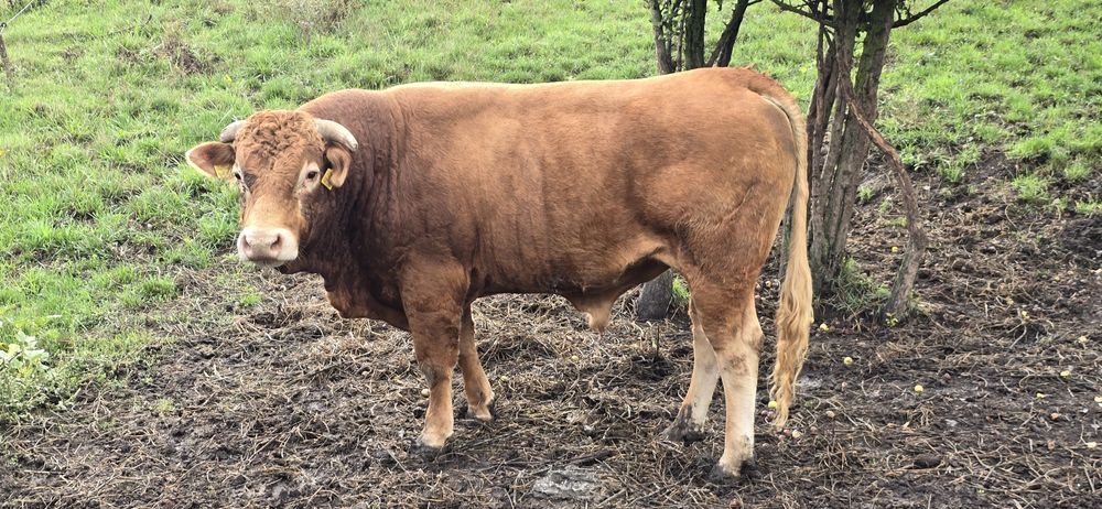 Taur vitel LIMOUSINE