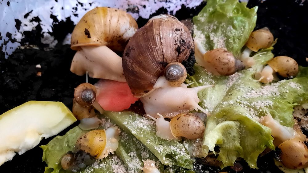 Дарю  ахатинок в хорошие руки