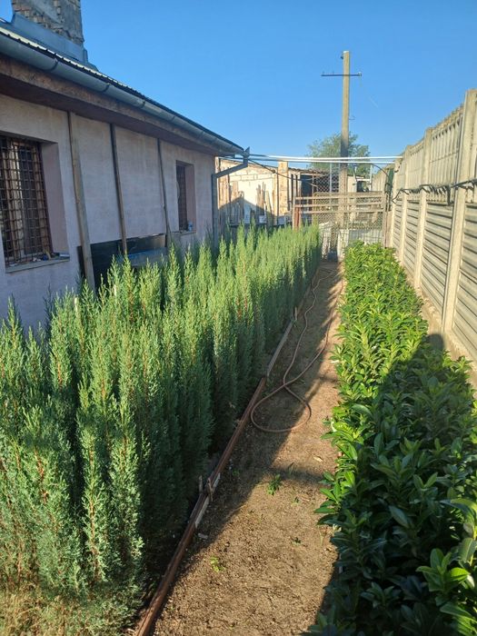 Vînd prunus laurocerasus,,chiparos tottem,albiția ,