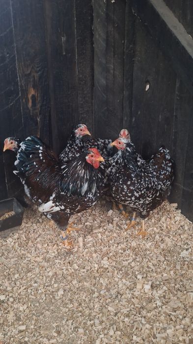 Familie Wyandotte pitic porțelan