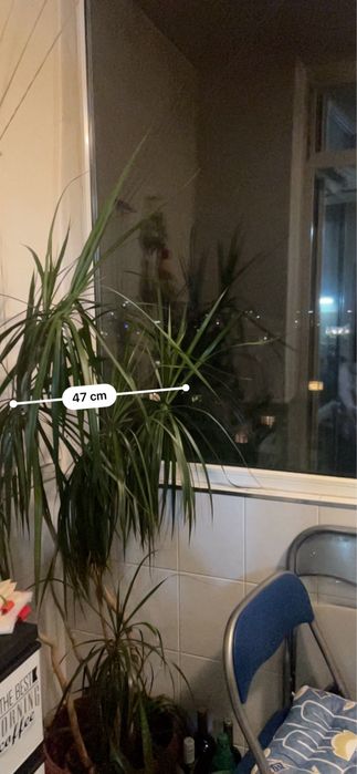 Драцена, отгледана в домашни условия