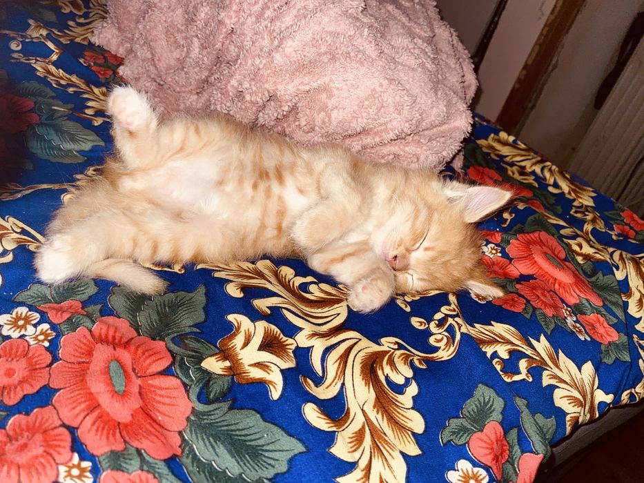 Кошка продаеться (мальчик) бесплатно!!!