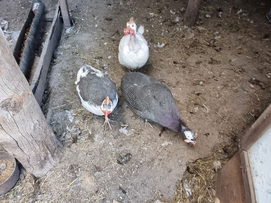 Продам инкубационные яйца