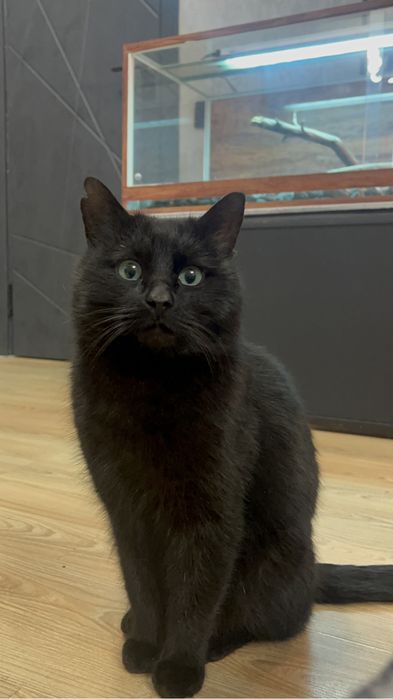 Черный кот в добрые руки