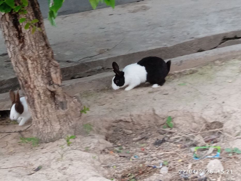 Panda karlik quyon 1 ta par