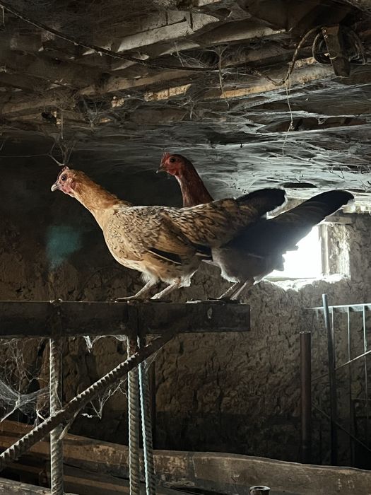 карлковый петух и курица