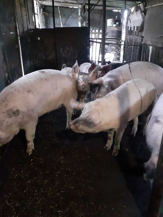 Продавам Прасета