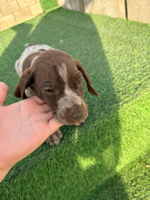 Курдскар күшіктері сатылады