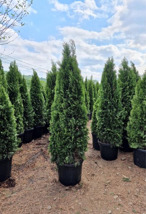 Vand tuia thuja la ghiveci