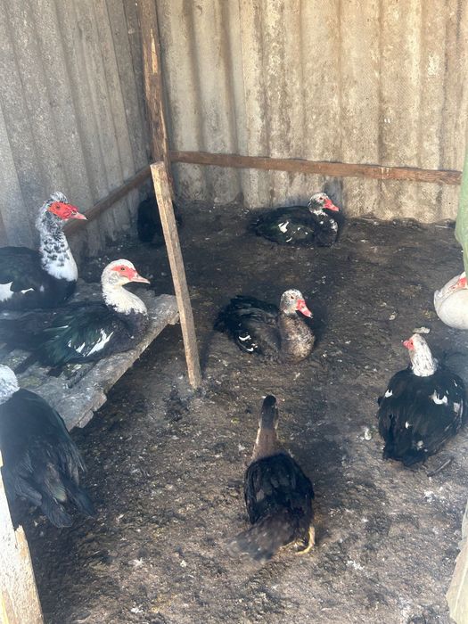 Rate lesesti de vanzare