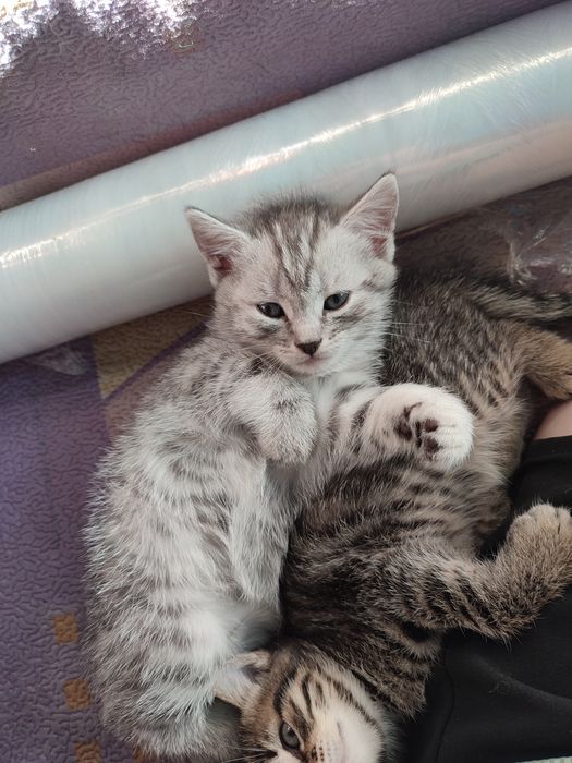 Котята отдам бесплатно