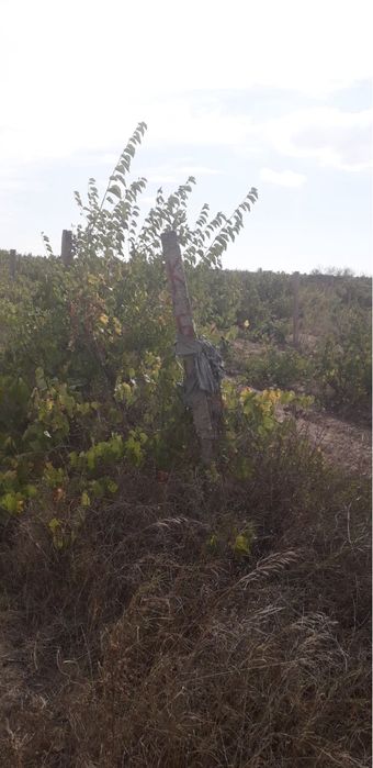 Дава се под наем Земеделски имот в Твърдица -  кв.м за 102 € - Снимка #1