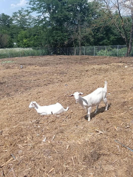 Iedițe saneen 5 luni