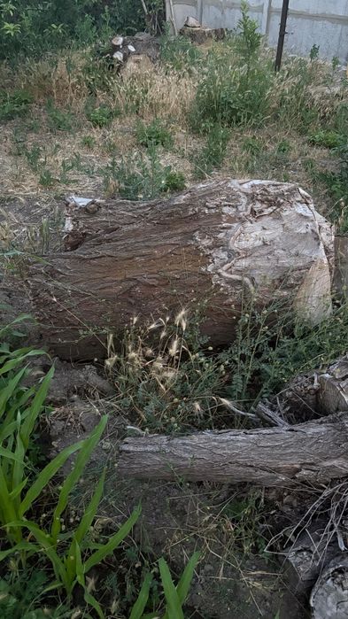 Бревно очень толстые