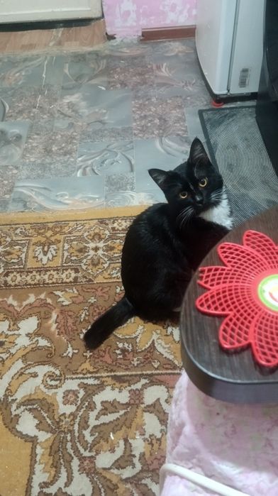 Ассибинкова кота