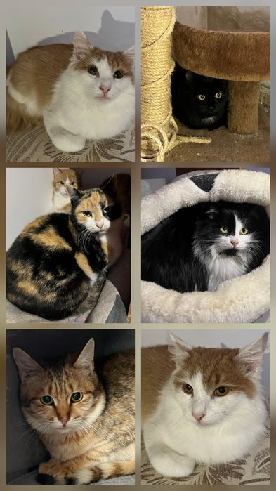 КОТЯТА ждут семью !!!