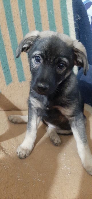 Отдам щенков только в добрые руки.