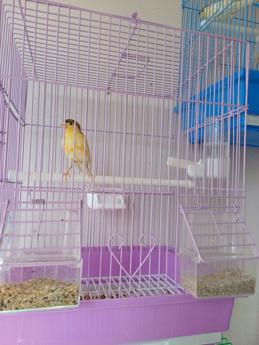 Срочно продаётся Канарейки