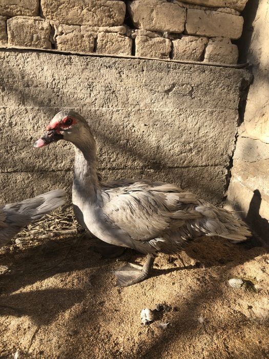 Мускусные утки самцы